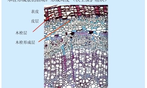 熟地黄的功效与作用网 - 为你提供九蒸九晒熟地黄的功效与作用、熟地黄的功效与作用吃法大全